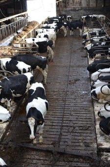 Agriculture et l’elevage